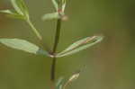 yellowseed false pimpernel